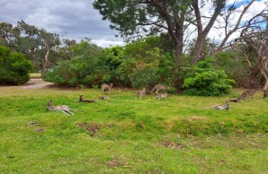 Kängurus in Australien