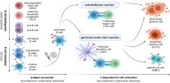 B cell activation upon infection and vaccination